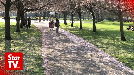 OFF THE BEAT: Sakura in London