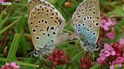 The Large Blue Butterfly Adopted By Ants - BBC Earth