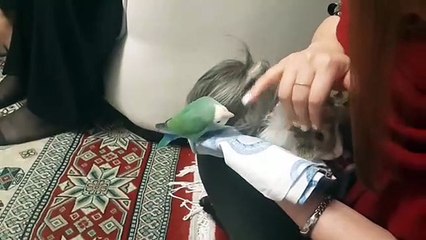 Cette perruche va faire quelque chose de surprenant. Trop drôle !