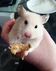 Ce hamster mange du citron séché pour la première fois. Gourmand !