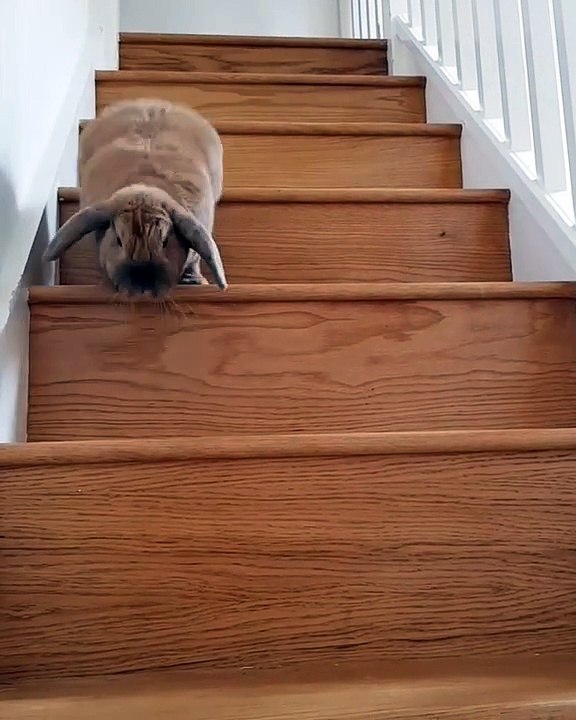 Ces lapins frères sont trop mignons. Admirez !