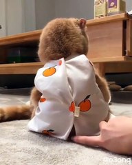 Ce chaton dans son pyjama aime jouer avec sa maîtresse. Adorable !