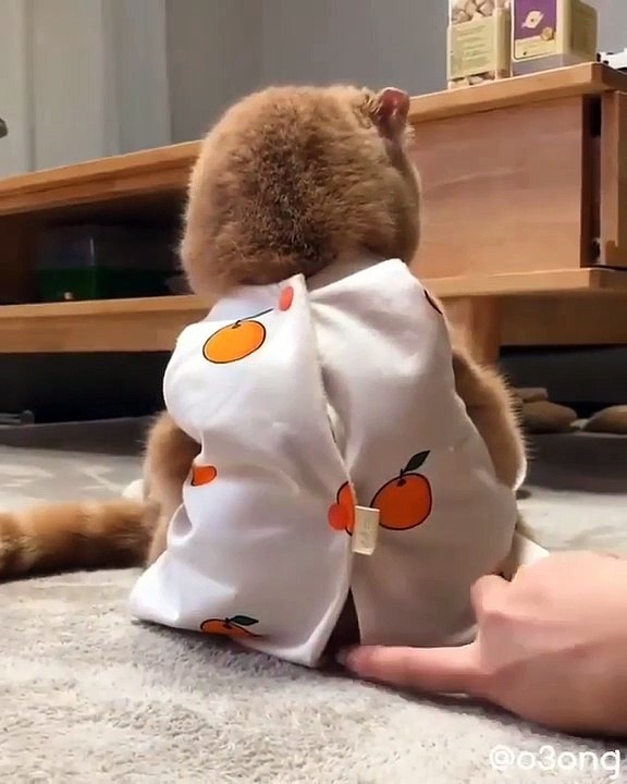 Ce chaton dans son pyjama aime jouer avec sa maîtresse. Adorable !