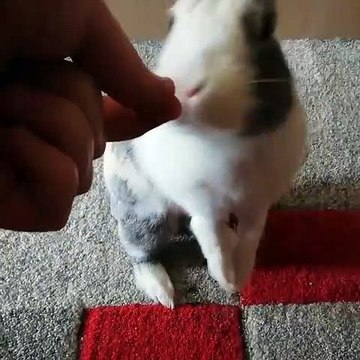 Une lapine pas comme les autres. Regardez ce qu'elle fait !!