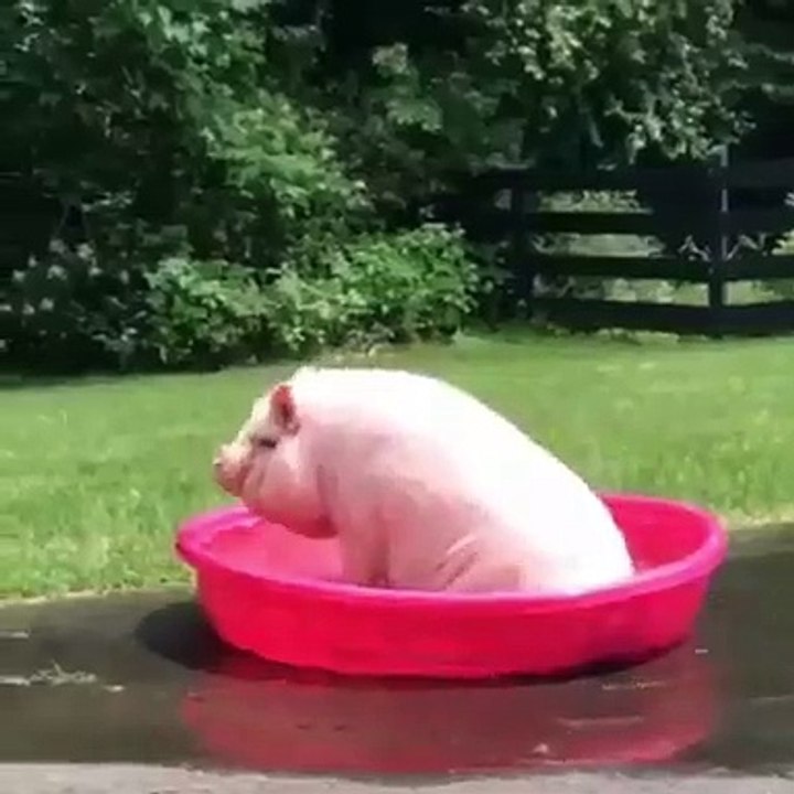 Quand un gros cochon tout rose prend sa douche. Trop cute !