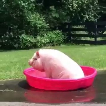 Quand un gros cochon tout rose prend sa douche. Trop cute !