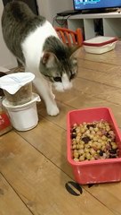 Cat owner creates hilarious gag reel of his feline friend retching over human food