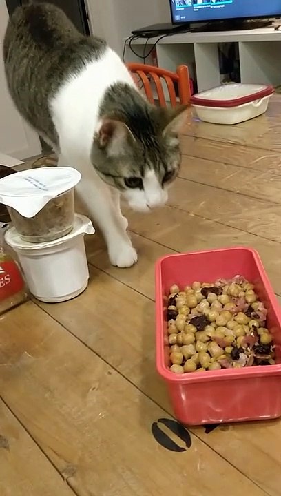 Cat owner creates hilarious gag reel of his feline friend retching over human food