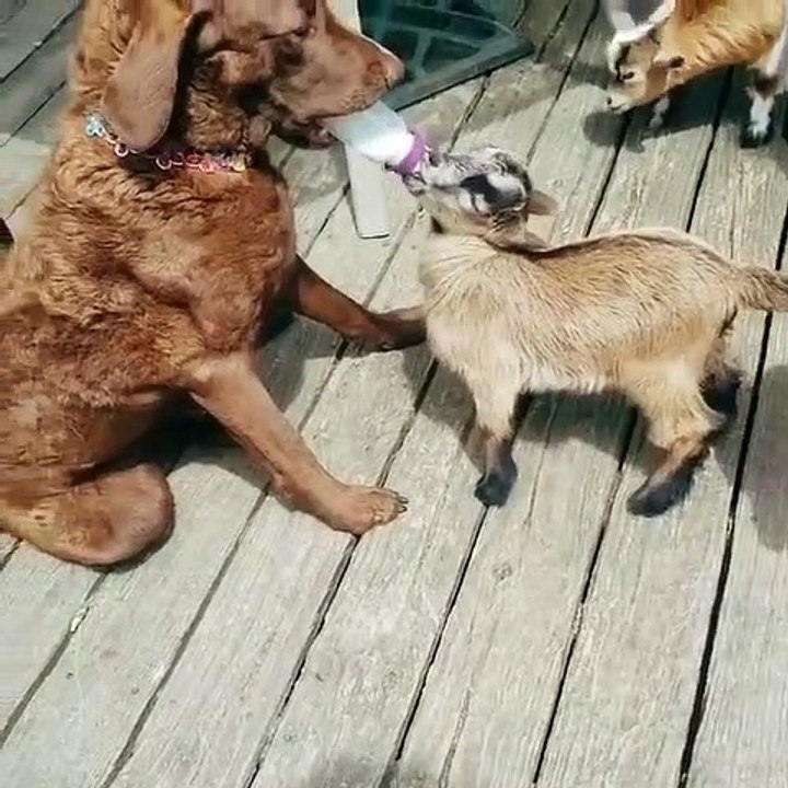Lorsqu'un chien donne le biberon à un bébé cabris. Trop chou !