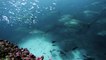 Diver swims with giant school of hammerhead sharks off Galapagos islands