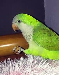 Admirez le splendide plumage de ce perroquet !!