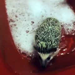 Regardez ce mignon petit hérisson dans sa baignoire !