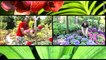 Pépinière - Horticulture - Plantes, arbres, fleurs - Aménagement - Jardin à Taden (22)