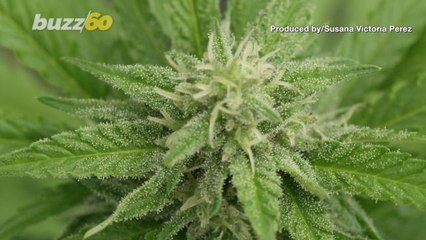 You Might be Eating CBD Oreos Very Soon