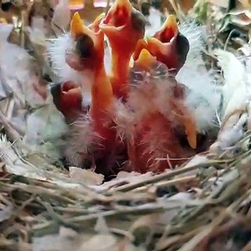 Ces caneton nouveaux nés vont vous donner des frissons !