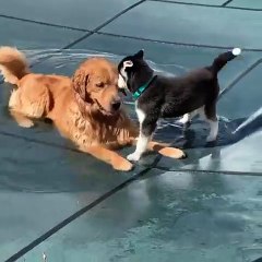 Ce golden adore jouer dans l'eau !!