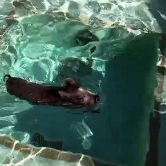 Incroyable ! Un raton laveur essaie de sauver un cochon !