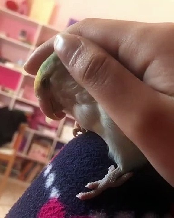 Cette perruche apprécie beaucoup les caresses experte de sa maîtresse et le lui montre !!