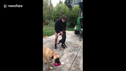 This puppy is so excited she just wants to be carried