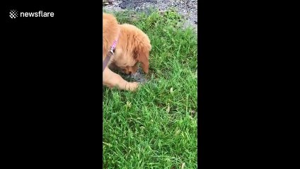 US pup joyfully splashes in puddles during Missouri flooding