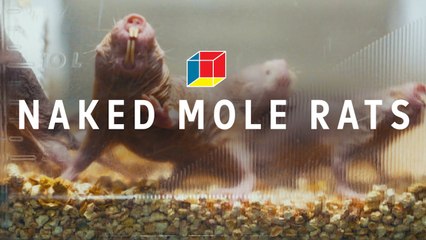 Can mole rats solve autism, epilepsy, and schizophrenia?