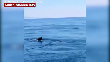 Rare Video Of Basking Shark In Santa Monica Bay