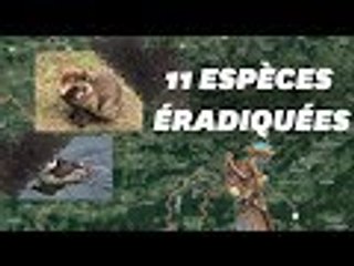 En Belgique, onze espèces doivent être éradiquées selon les experts