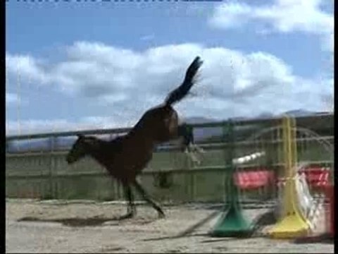 Quaker saut en liberté