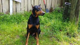 Spoiled Doberman Pinscher is not ready for ride to be over