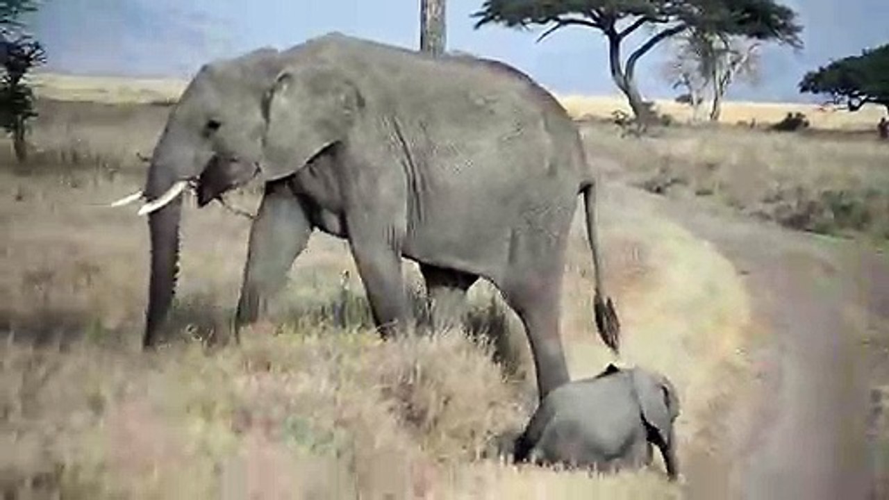 Un jeune éléphanteau fait une crise d'épilepsie mais tout fini bien