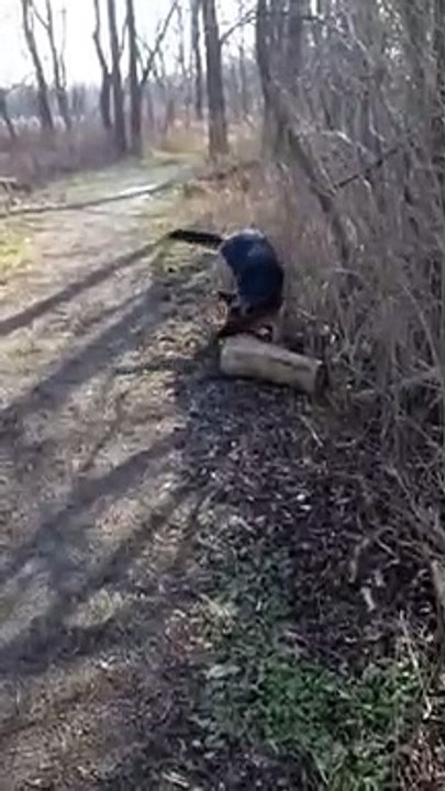Ce chien est bien décidé à remmener son gros tronc d'arbre