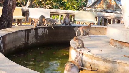 L'heure de la baignade pour ce groupe de singes... Moment de bonheur