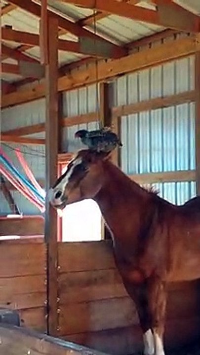 L'amitié incroyable entre une poule et un cheval