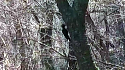 '멸종" 크낙새 추정 새, 서울에서 발견 / YTN