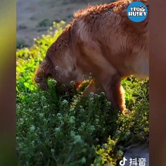 (PHẦN 1) CHÚ CHÓ THÔNG MINH TRẢ ƠN - THE SMART DOG