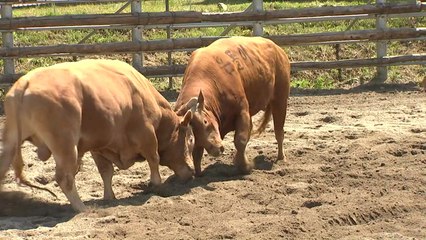 밀리면 끝!...소싸움 현장을 가다 / YTN