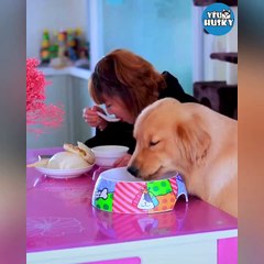 ( PHẦN 2) CẢM ĐỘNG GÂU ĐẦN THÔNG MINH TRUNG THÀNH - THE SMART DOG