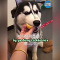 ĐẠI NGÁO HUSKY KHẨU VỊ ĐẮNG NHẤT CHỦNG TỘC - HUSKY NGÁO