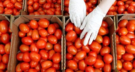 Ukrayna, Türkiye'den Aldığı 38 Ton Domatesi Geri Yolladı