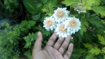 Chrysanthemum/ Gul E Daudi Plant Cares and Tips | Gul e daudi kay plant ko garmi maiy grow krnay ka asan tarika |
