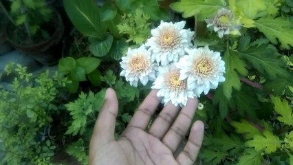 Chrysanthemum/ Gul E Daudi Plant Cares and Tips | Gul e daudi kay plant ko garmi maiy grow krnay ka asan tarika |