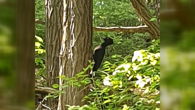 80년대 이후 자취 감춘 천연기념물 '크낙새' 추정 새 발견 / YTN