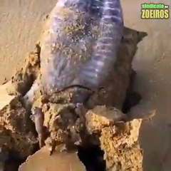 Ce qu'il trouve enterré dans le sable est incroyable