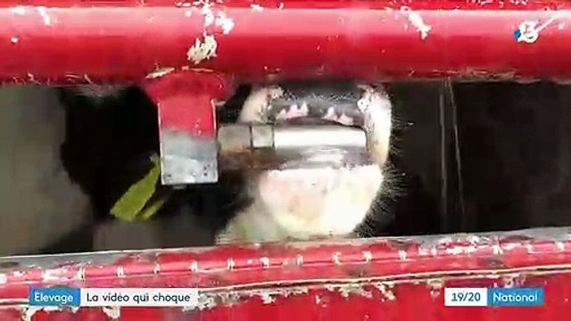 Élevage de veaux : l'association L214 diffuse une nouvelle vidéo choc