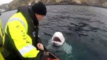 Beluga whale with harness spotted off the coast of Norway