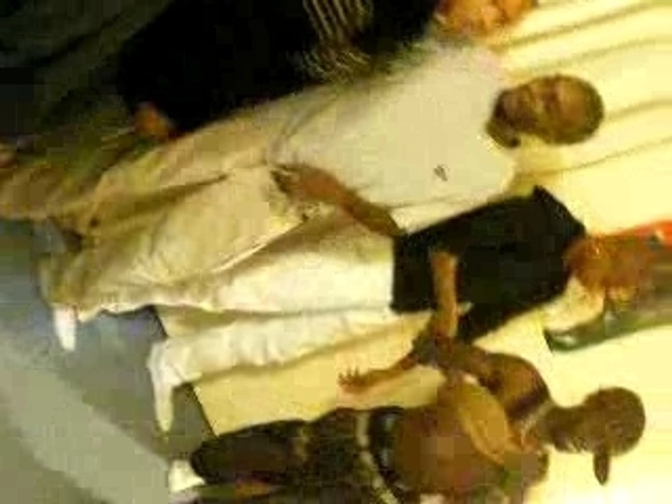 West et les PaGs en Mode Tektonik..