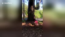 2-year-old falls off her swing in slow motion when dad pushes her