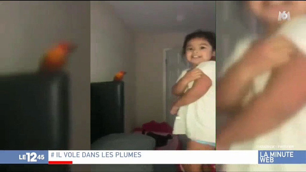 Buzz : Une petite fille dresse son oiseau pour... attaquer ! Déjà plus de 20 millions de vues ! Regardez