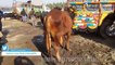 Cow Mandi 2018 KA SUB SAY MEHNGA TAREEN BACHRA SAHIWALI aur DHANI - Lahore Bakra Mandi - 10 Jan 2018