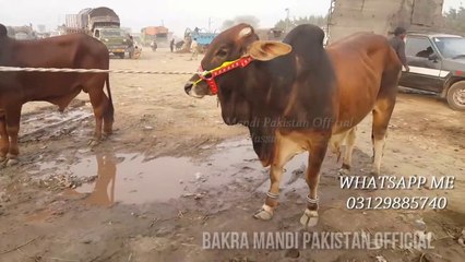 COW MANDI 2018 BUYERS K ASOOL - DOUBLE DEMAND KA KIYA HUL - Episode 12 - TAKLEEF PHIR KISKO HO GI -